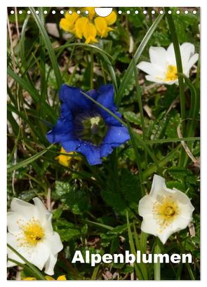 Alpenblumen (Wandkalender 2024 DIN A4 hoch), CALVENDO Monatskalender von Haas,  Willi