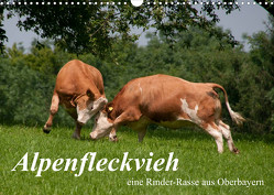 Alpenfleckvieh (Wandkalender 2023 DIN A3 quer) von Gasteiger,  Karolina