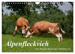 Alpenfleckvieh (Wandkalender 2024 DIN A4 quer), CALVENDO Monatskalender von Gasteiger,  Karolina