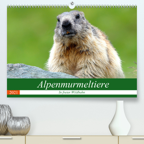 Alpenmurmeltiere in freier Wildbahn (Premium, hochwertiger DIN A2 Wandkalender 2021, Kunstdruck in Hochglanz) von R Bogner,  J