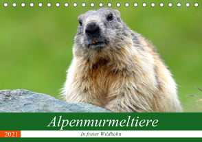 Alpenmurmeltiere in freier Wildbahn (Tischkalender 2021 DIN A5 quer) von R Bogner,  J