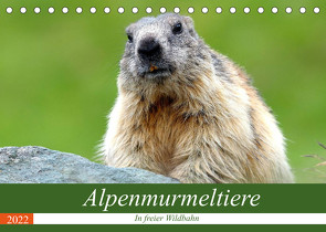 Alpenmurmeltiere in freier Wildbahn (Tischkalender 2022 DIN A5 quer) von R Bogner,  J