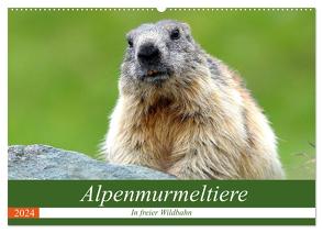 Alpenmurmeltiere in freier Wildbahn (Wandkalender 2024 DIN A2 quer), CALVENDO Monatskalender von R Bogner,  J