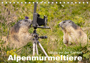 Alpenmurmeltiere – Stars vor der Kamera (Tischkalender 2024 DIN A5 quer), CALVENDO Monatskalender von Schörkhuber,  Johann