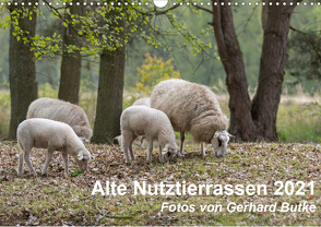 Alte Nutztierrassen 2021 (Wandkalender 2021 DIN A3 quer) von Butke,  Gerhard