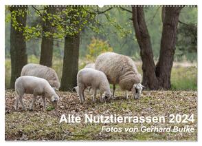 Alte Nutztierrassen 2024 (Wandkalender 2024 DIN A2 quer), CALVENDO Monatskalender von Butke,  Gerhard