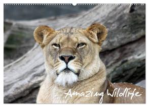 Amazing Wildlife (Wandkalender 2024 DIN A2 quer), CALVENDO Monatskalender von Hebbel-Seeger,  Andreas