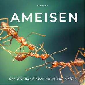 Ameisen von Hübsch,  Bibi