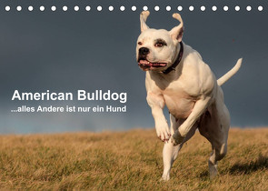 American Bulldog – alles Andere ist nur ein Hund (Tischkalender 2022 DIN A5 quer) von Schmöhl,  Denise