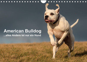 American Bulldog – alles Andere ist nur ein Hund (Wandkalender 2022 DIN A4 quer) von Schmöhl,  Denise