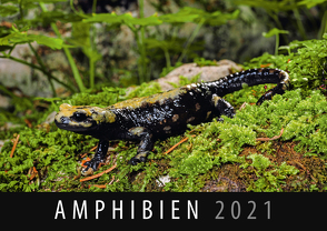 Amphibien 2021 von Quelle & Meyer Verlag