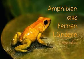 Amphibien aus fernen Ländern (Posterbuch DIN A2 quer) von Hultsch,  Heike