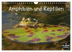 Amphibien und Reptilien (Wandkalender 2024 DIN A4 quer), CALVENDO Monatskalender von Schmutzler-Schaub,  Christine