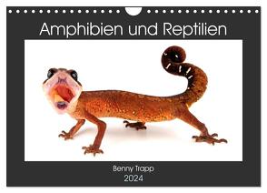 Amphibien und Reptilien (Wandkalender 2024 DIN A4 quer), CALVENDO Monatskalender von Trapp,  Benny