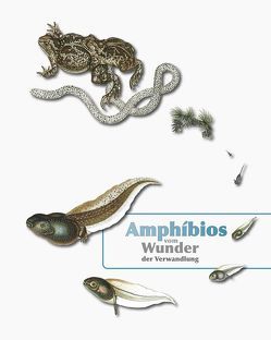 Amphibios von Prof. Obst,  Fritz Jürgen, Weber,  Maik, Zinke,  Olaf