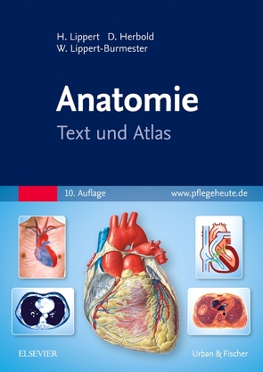 Anatomie von Herbold,  Desiree, Lippert,  Herbert, Lippert-Burmester,  Wunna