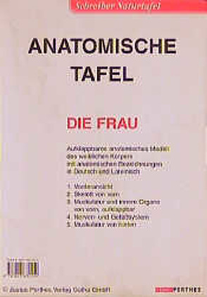 Anatomische Tafel – Frau