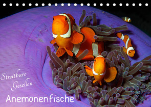 Anemonenfische – Streitbare Gesellen (Tischkalender 2023 DIN A5 quer) von Niemann,  Ute