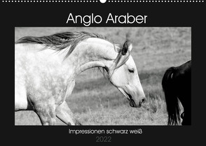 Anglo Araber Impressionen schwarz weiß (Wandkalender 2022 DIN A2 quer) von Bölts,  Meike