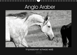 Anglo Araber Impressionen schwarz weiß (Wandkalender 2022 DIN A3 quer) von Bölts,  Meike