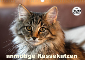 anmutige Rassekatzen (Wandkalender 2022 DIN A3 quer) von Scholze,  Verena