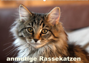 anmutige Rassekatzen (Wandkalender 2023 DIN A2 quer) von Scholze,  Verena