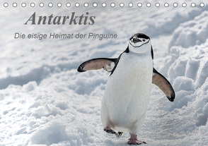 Antarktis, die eisige Heimat der Pinguine (Tischkalender 2021 DIN A5 quer) von Junio,  Michele