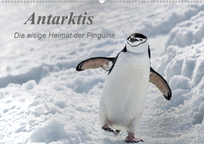 Antarktis, die eisige Heimat der Pinguine (Wandkalender 2021 DIN A2 quer) von Junio,  Michele