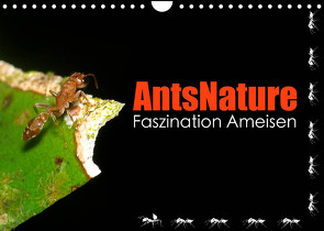 AntsNature – Faszination Ameisen (Wandkalender 2023 DIN A4 quer) von Drenske,  Bianca