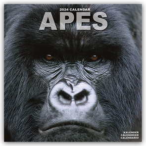 Apes – Affen 2024 – 16-Monatskalender