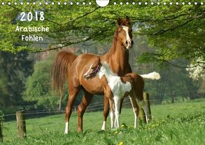 Arabische Fohlen 2018 (Wandkalender 2018 DIN A4 quer) von Göllner,  Silke