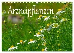 Arzneipflanzen (Wandkalender 2024 DIN A3 quer), CALVENDO Monatskalender von LianeM,  LianeM