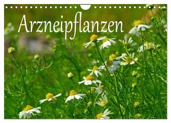 Arzneipflanzen (Wandkalender 2024 DIN A4 quer), CALVENDO Monatskalender von LianeM,  LianeM