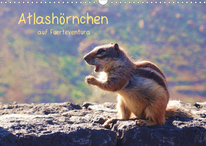 Atlashörnchen auf Fuerteventura (Wandkalender 2021 DIN A3 quer) von Luna,  Nora