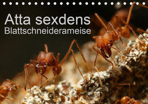 Atta sexdens – Blattschneiderameise (Tischkalender 2020 DIN A5 quer) von Störmer,  Roland