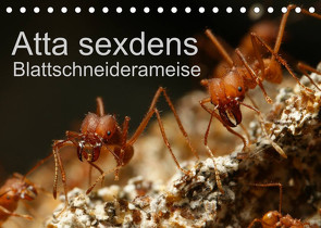 Atta sexdens – Blattschneiderameise (Tischkalender 2022 DIN A5 quer) von Störmer,  Roland