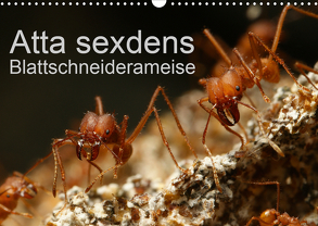 Atta sexdens – Blattschneiderameise (Wandkalender 2020 DIN A3 quer) von Störmer,  Roland