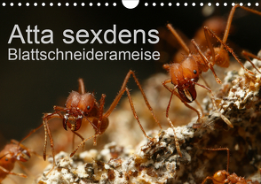 Atta sexdens – Blattschneiderameise (Wandkalender 2020 DIN A4 quer) von Störmer,  Roland