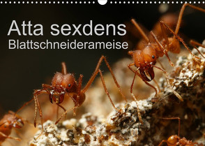 Atta sexdens – Blattschneiderameise (Wandkalender 2022 DIN A3 quer) von Störmer,  Roland