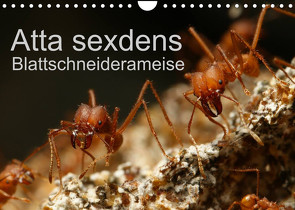 Atta sexdens – Blattschneiderameise (Wandkalender 2022 DIN A4 quer) von Störmer,  Roland