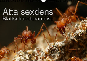 Atta sexdens – Blattschneiderameise (Wandkalender 2023 DIN A3 quer) von Störmer,  Roland