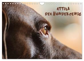 Attila, Der Hundekönig (Wandkalender 2024 DIN A4 quer), CALVENDO Monatskalender von Hultsch,  Heike