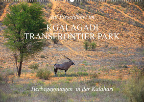 Auf Pirschfahrt im Kgalagadi Transfrontier Park (Wandkalender 2024 DIN A2 quer) von Werner Altner,  Dr.