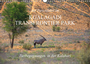 Auf Pirschfahrt im Kgalagadi Transfrontier Park (Wandkalender 2024 DIN A3 quer) von Werner Altner,  Dr.