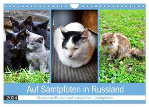 Auf Samtpfoten in Russland – Museums-Katzen auf russischen Landgütern (Wandkalender 2024 DIN A4 quer), CALVENDO Monatskalender von von Loewis of Menar,  Henning