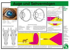 Auge und Sehvermögen von Hertsch,  Bodo, Prof.Dr. Hertsch,  Bodo, Spenlen,  Uwe