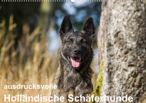 ausdrucksvolle Holländische Schäferhunde (Wandkalender 2023 DIN A2 quer) von Verena Scholze,  Fotodesign