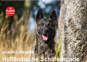 ausdrucksvolle Holländische Schäferhunde (Wandkalender 2023 DIN A2 quer) von Verena Scholze,  Fotodesign