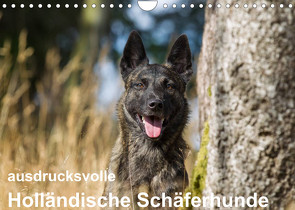 ausdrucksvolle Holländische Schäferhunde (Wandkalender 2023 DIN A4 quer) von Verena Scholze,  Fotodesign