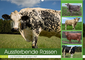 Aussterbende Rassen und Raritäten (Wandkalender 2023 DIN A2 quer) von Renné,  Heidi